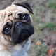 Illustration for article titled Dogs Feel Jealousy, Raising Questions About Its Evolutionary Origin